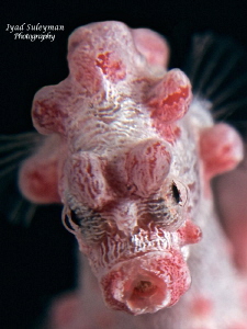 Portrait Pygmy Seahorse.. by Iyad Suleyman 